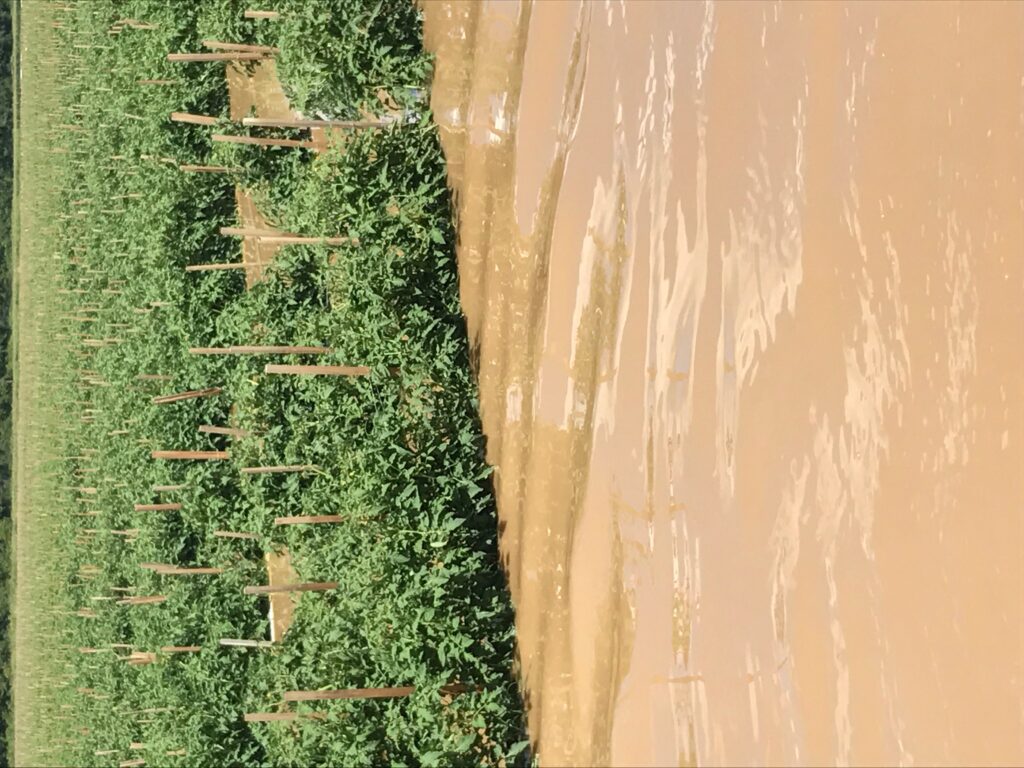 Flood Damaged Tomato Crop: Tomato plants wither and die due to flooding on  a farm in upstate New York Stock Photo - Alamy