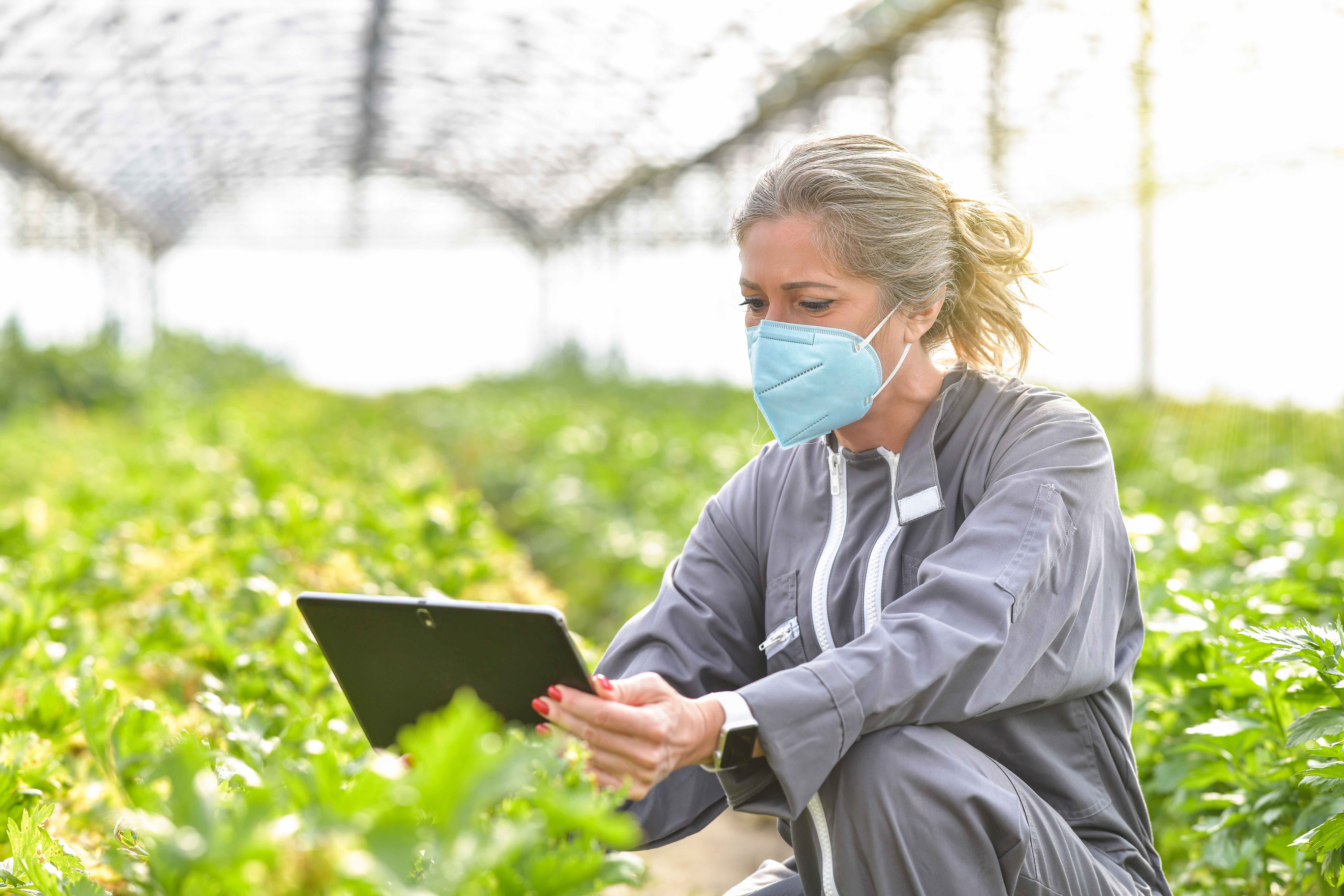 Farmer with Ipad in a greenhouse wearing a mask