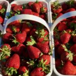 Ripe strawberries in gallon buckets.