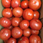 A box of red slicer tomatoes