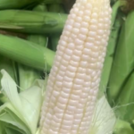 An ear of white sweet corn.