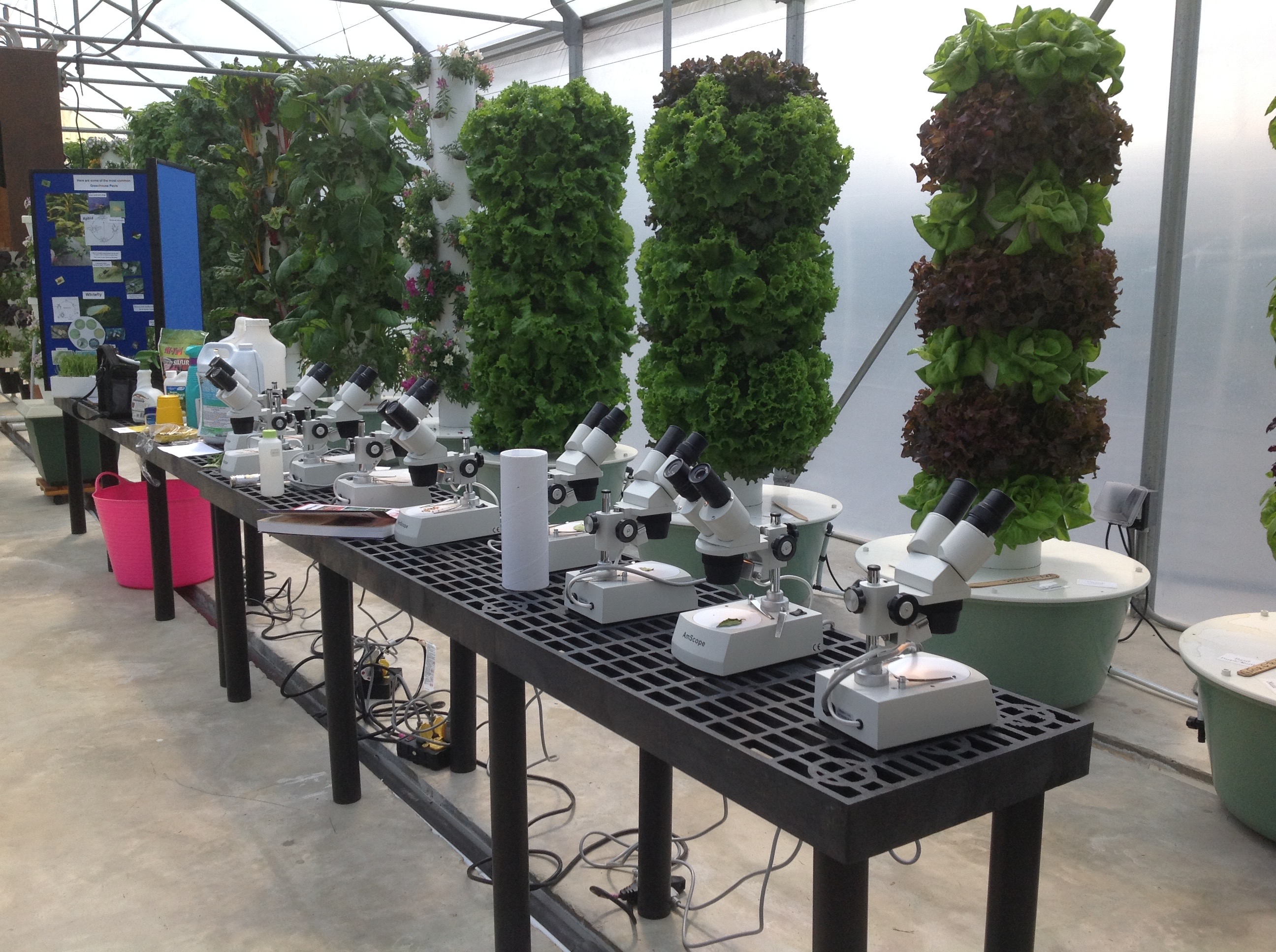 Lettuce growing in towers, bench with microscopes
