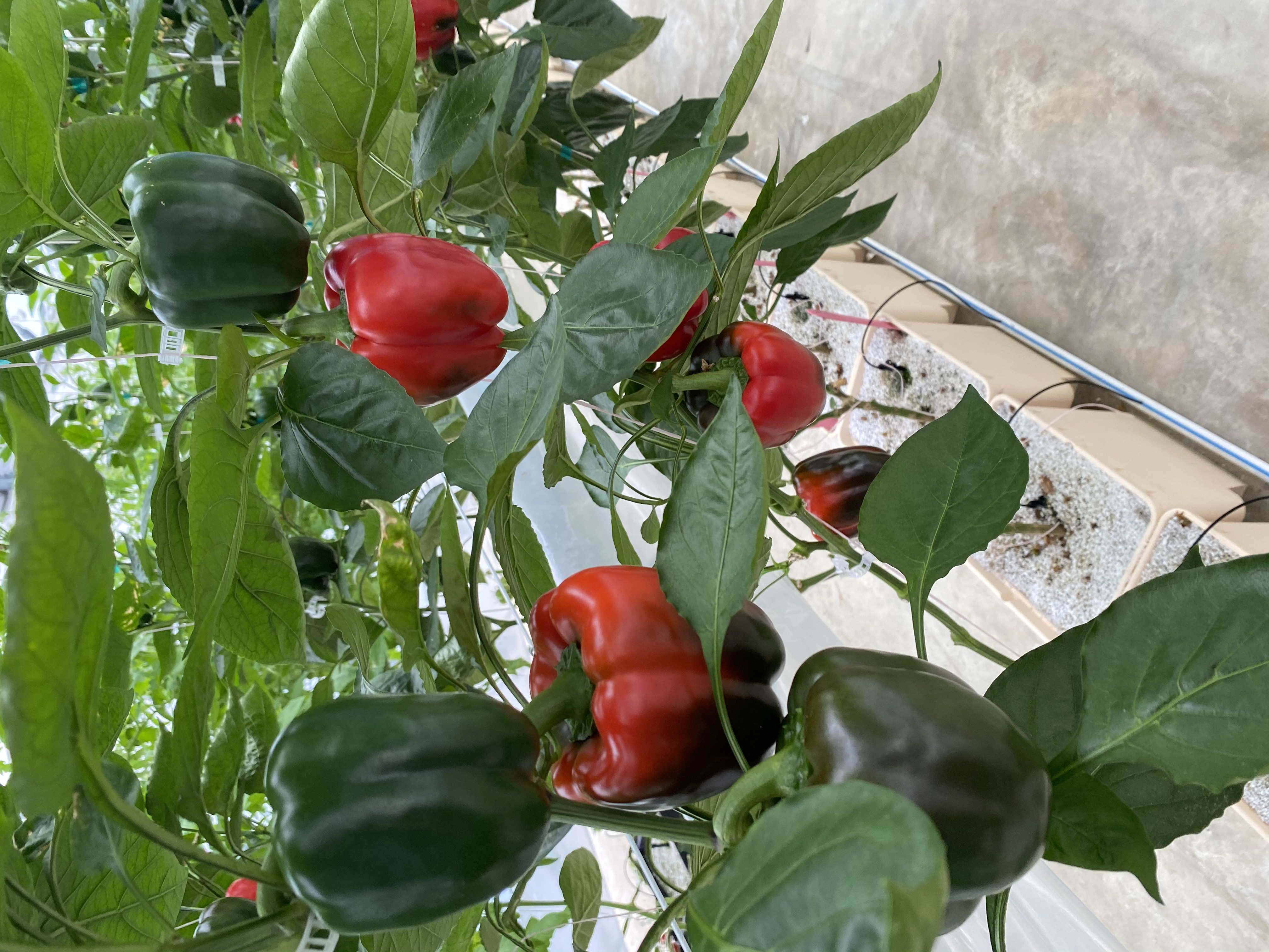 Row of buckets with ripening bell peppers