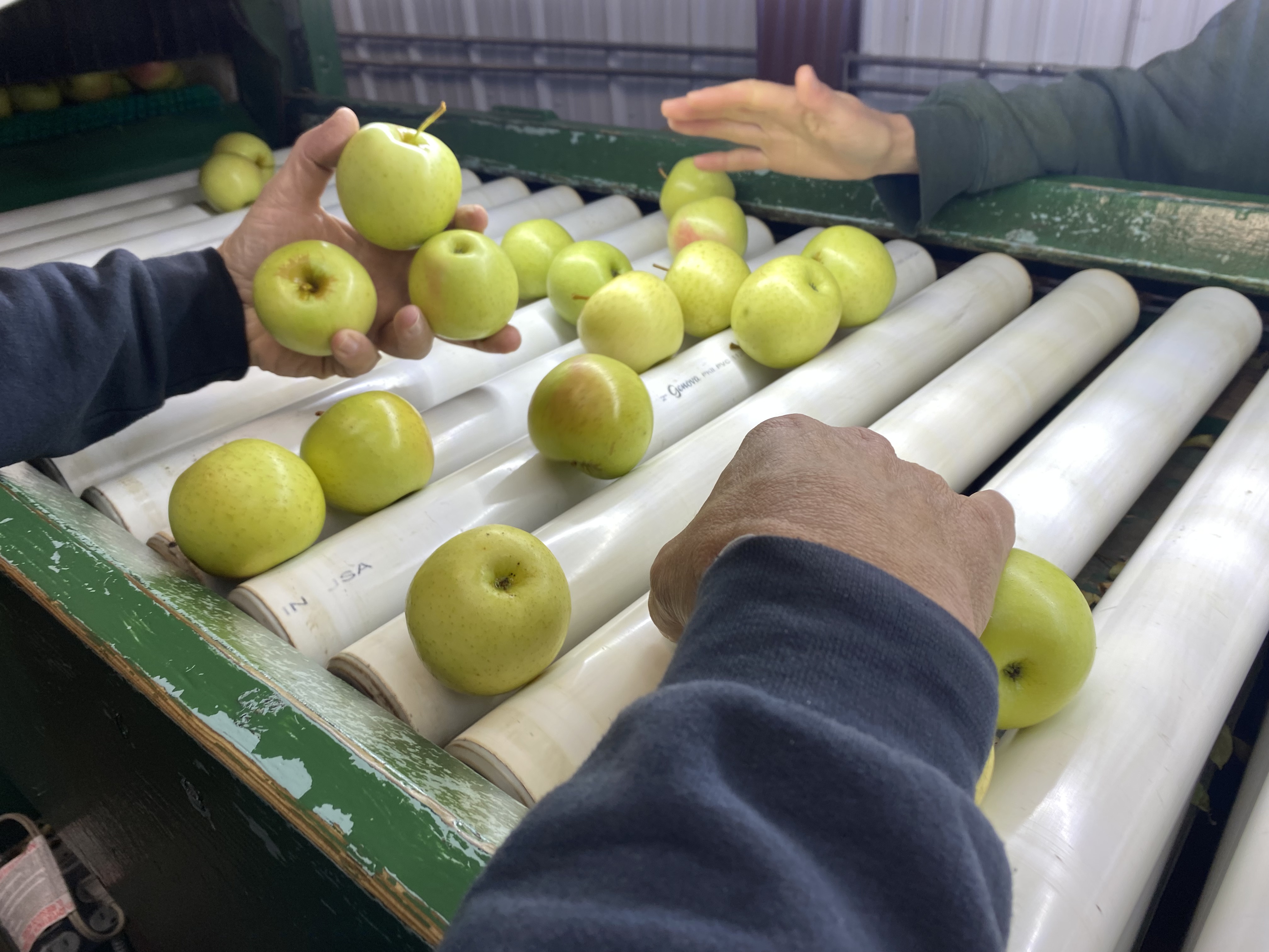 Apples going through a packing line